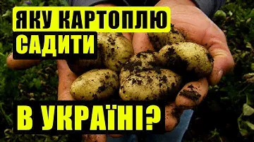 🥔 10 кращих сортів картоплі для вирощування в Україні