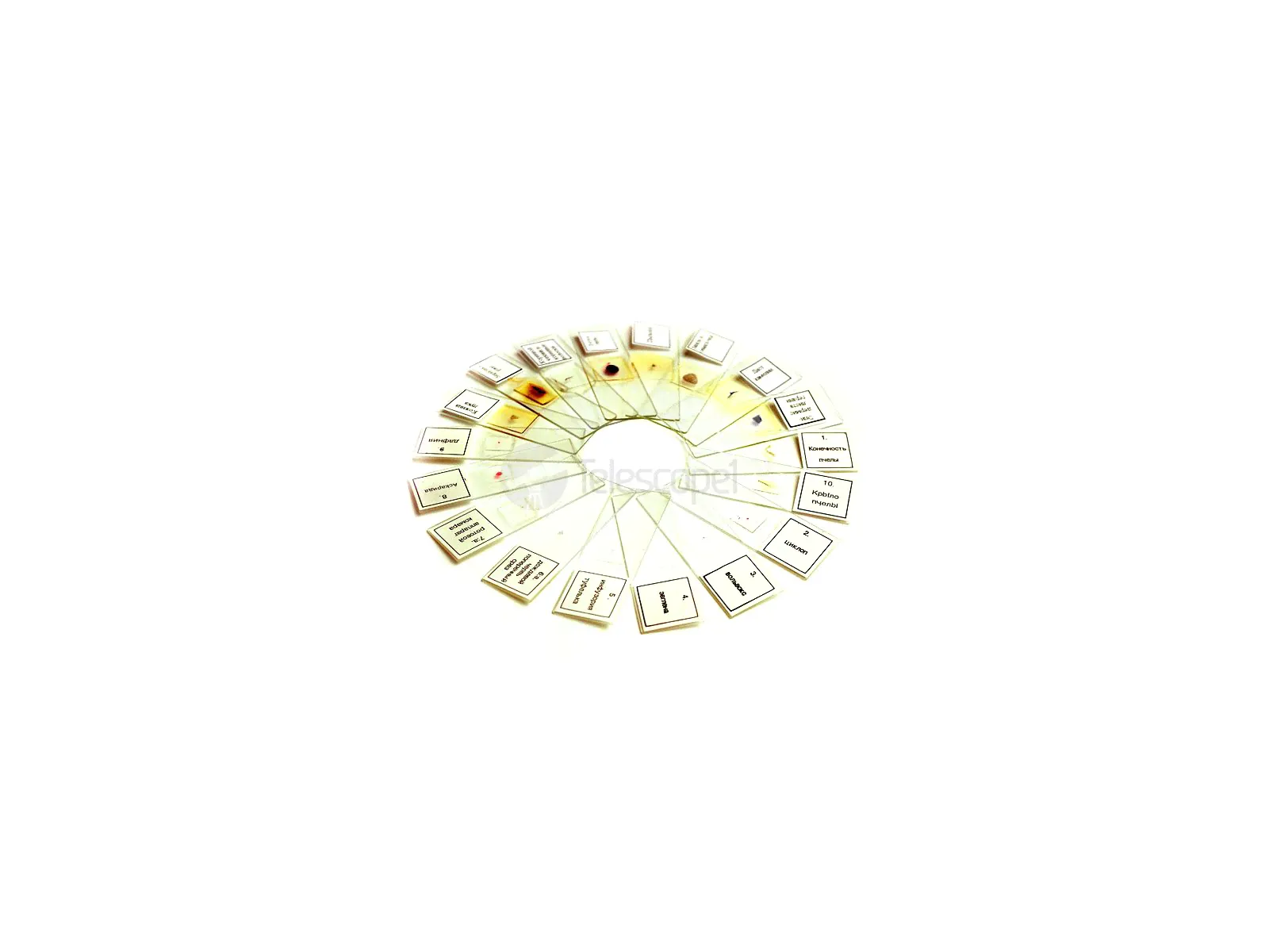  Colombo Portofino (CD87.bronze)-0